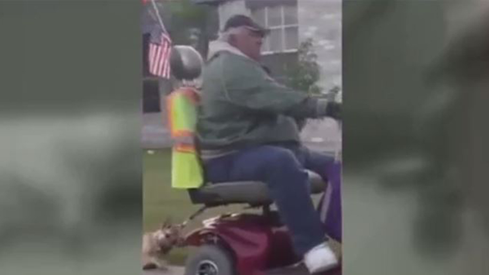 dog-abuse_253300