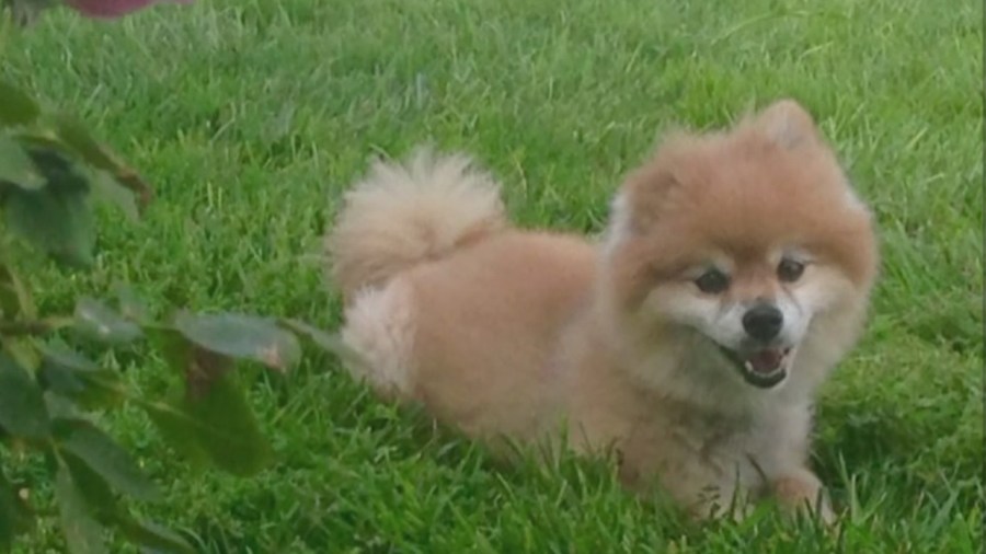 dog-pets-teddy-pomerainian_253858