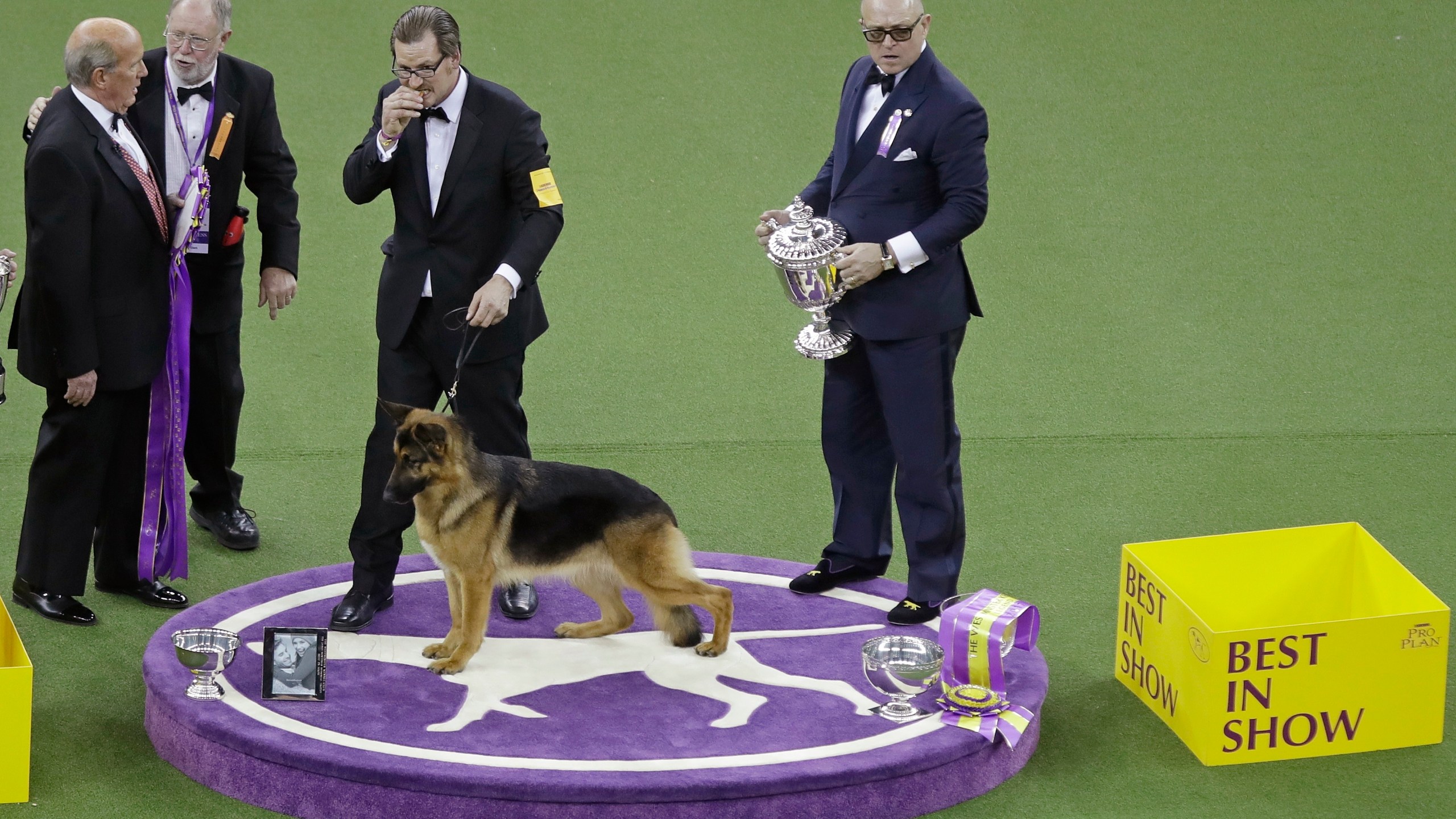 Dog Show_251403