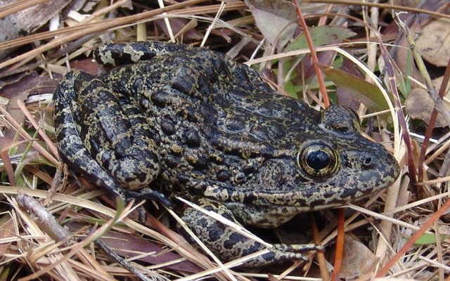 dusky-gopher-frog_252125