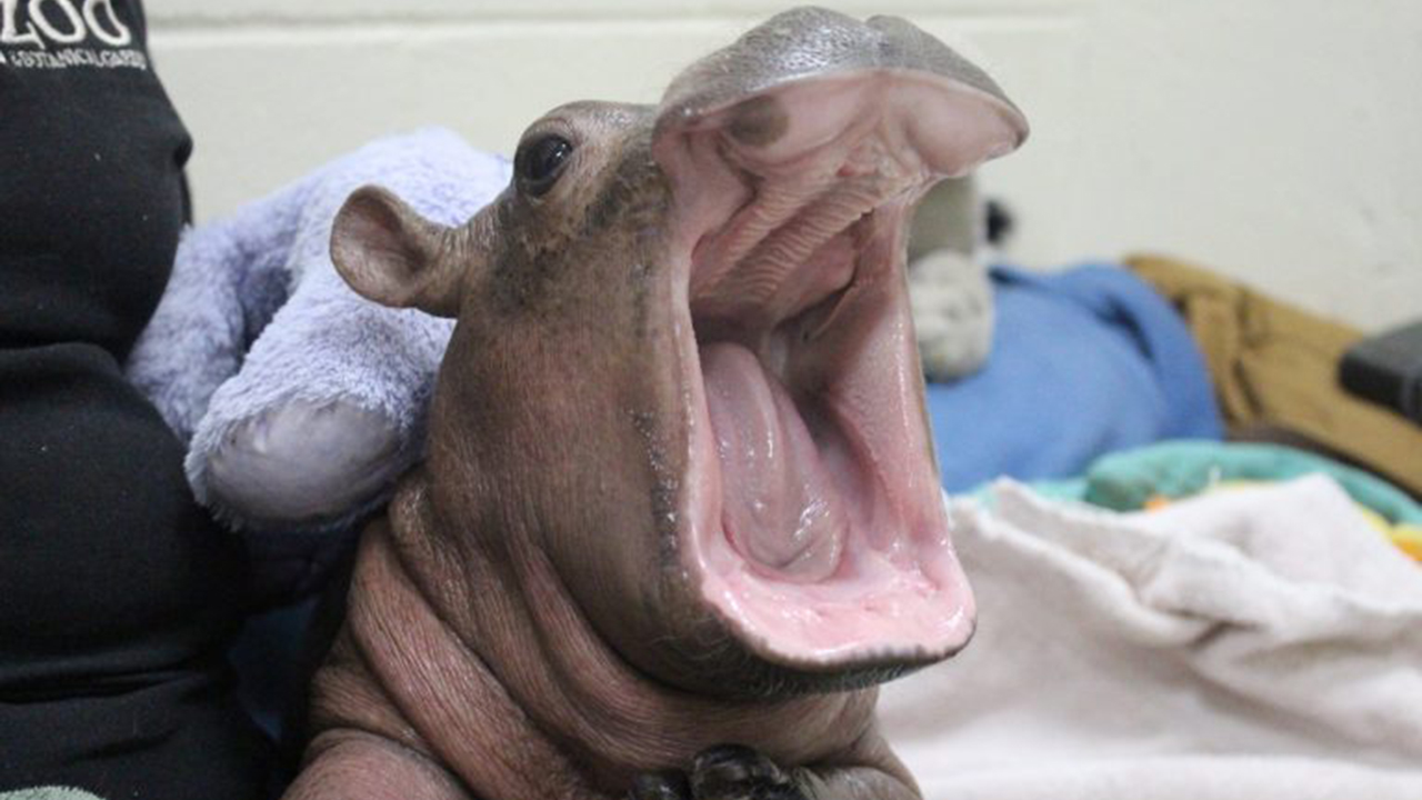 fiona-smile_248318