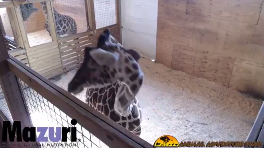 giraffe_255923
