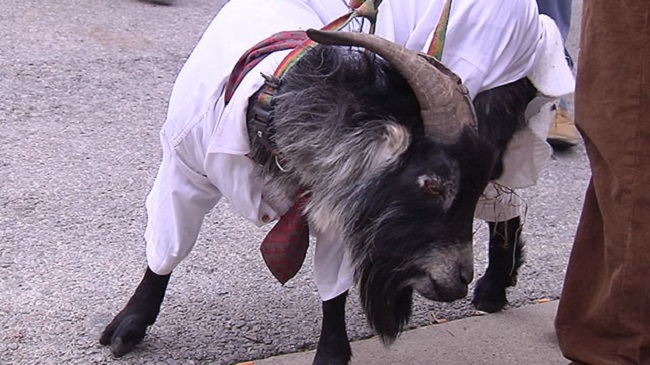 goat_239994