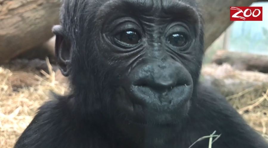 gorilla-jj_237200