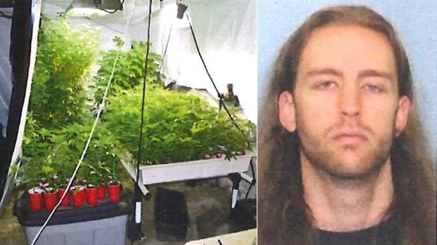 marijuana_252628