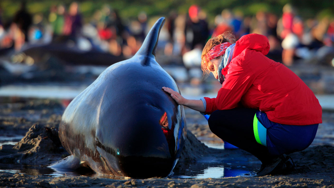 more-whales-beached_249262