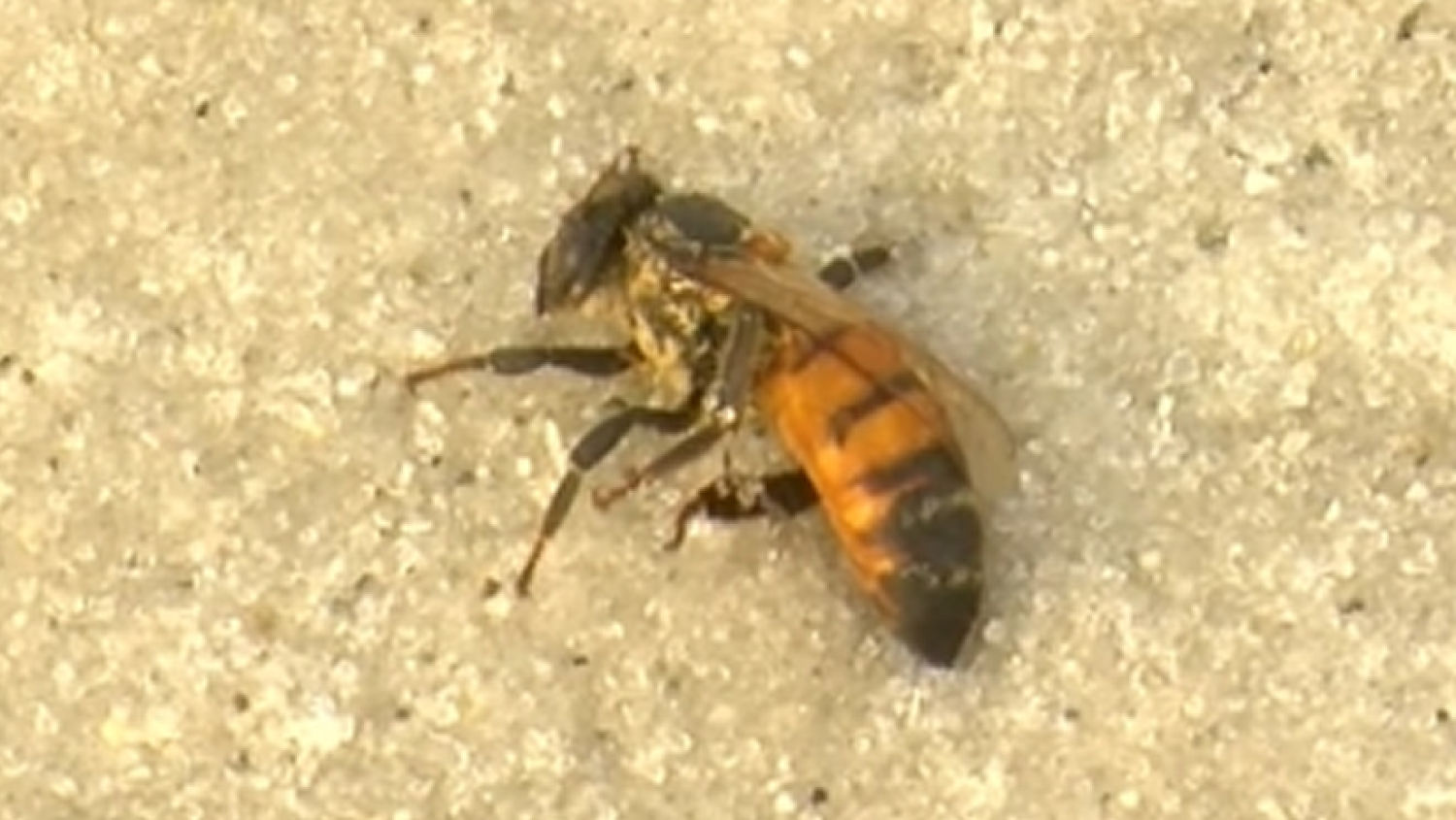 nc_deadbees0207_1500x845_246818