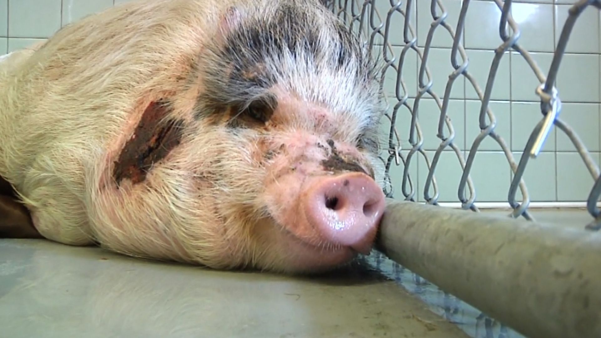 nc_parkinglotpig0209_1920x1080_248897