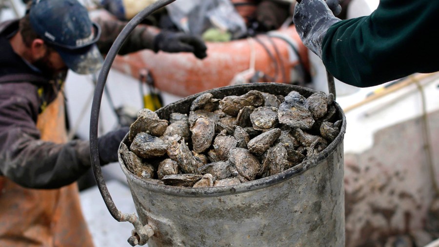 oysters_247759