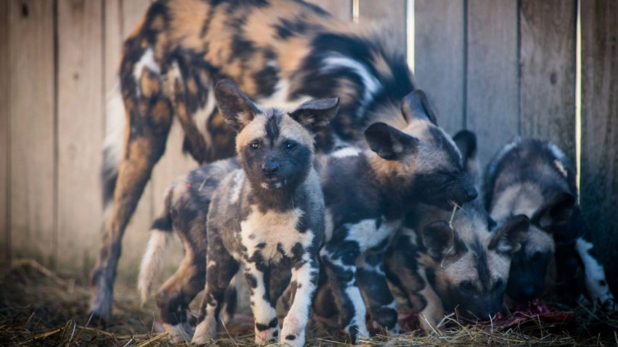 painted-dog-puppies_253692