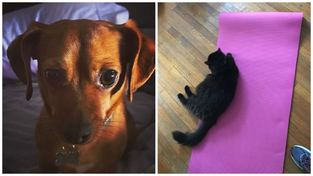 Pets_254569