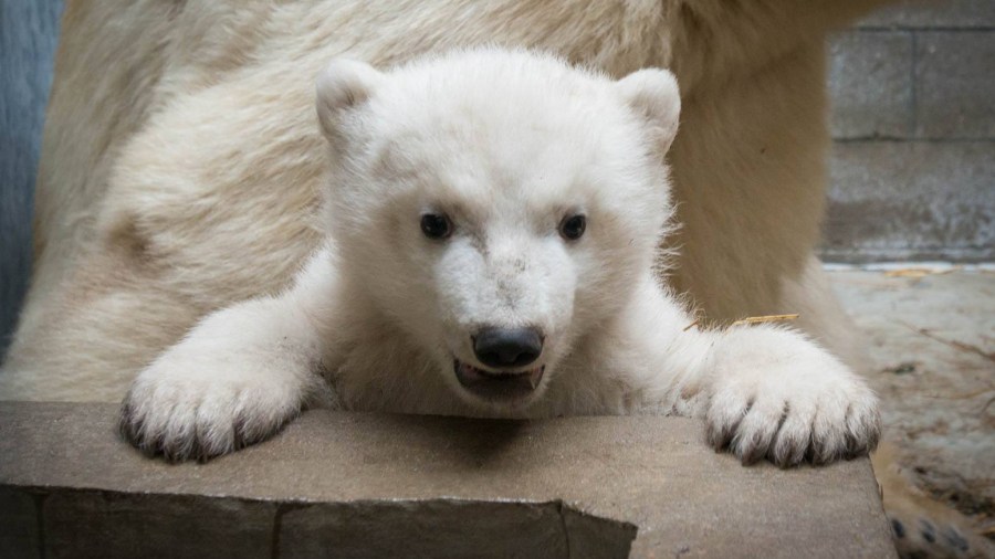 polar-bear-1_241976