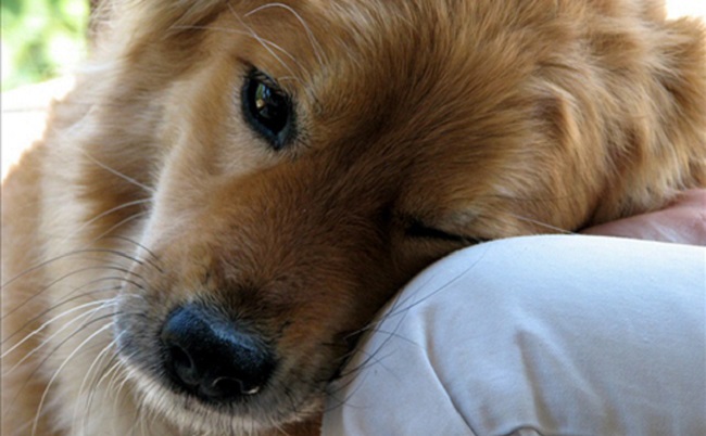 pup_254525