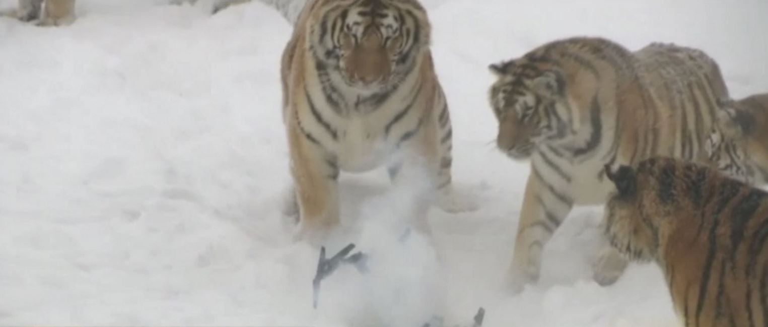tigers_256749