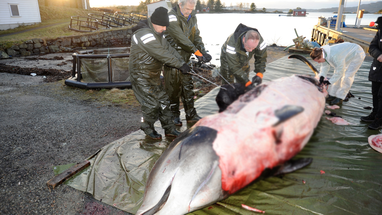 whale_240663
