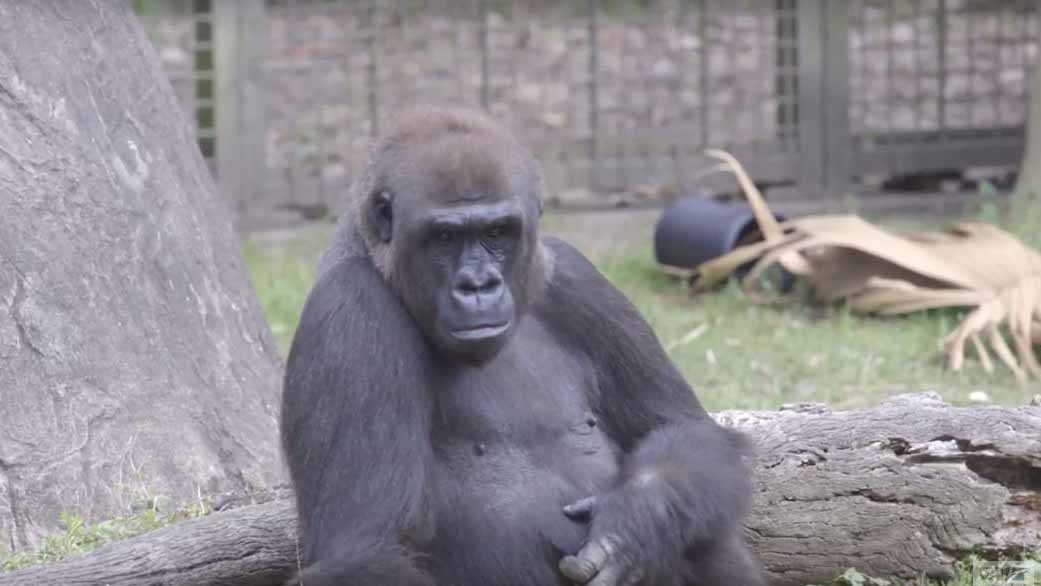 audobon gorilla_264775
