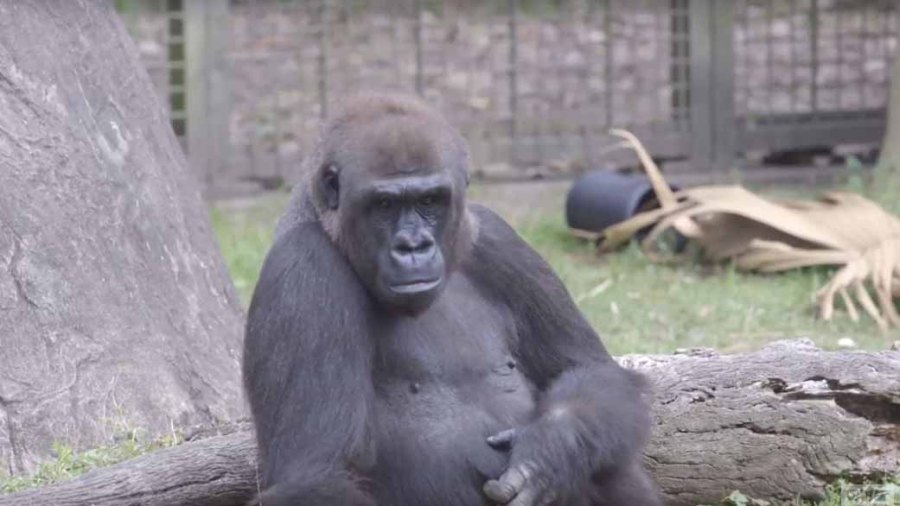 audobon gorilla_264775