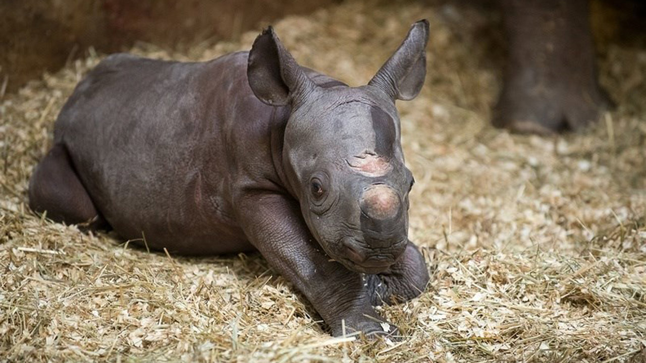 baby-black-rhino_270397
