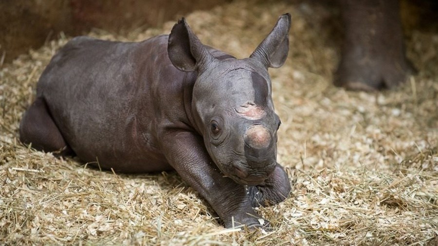 baby-black-rhino_270397