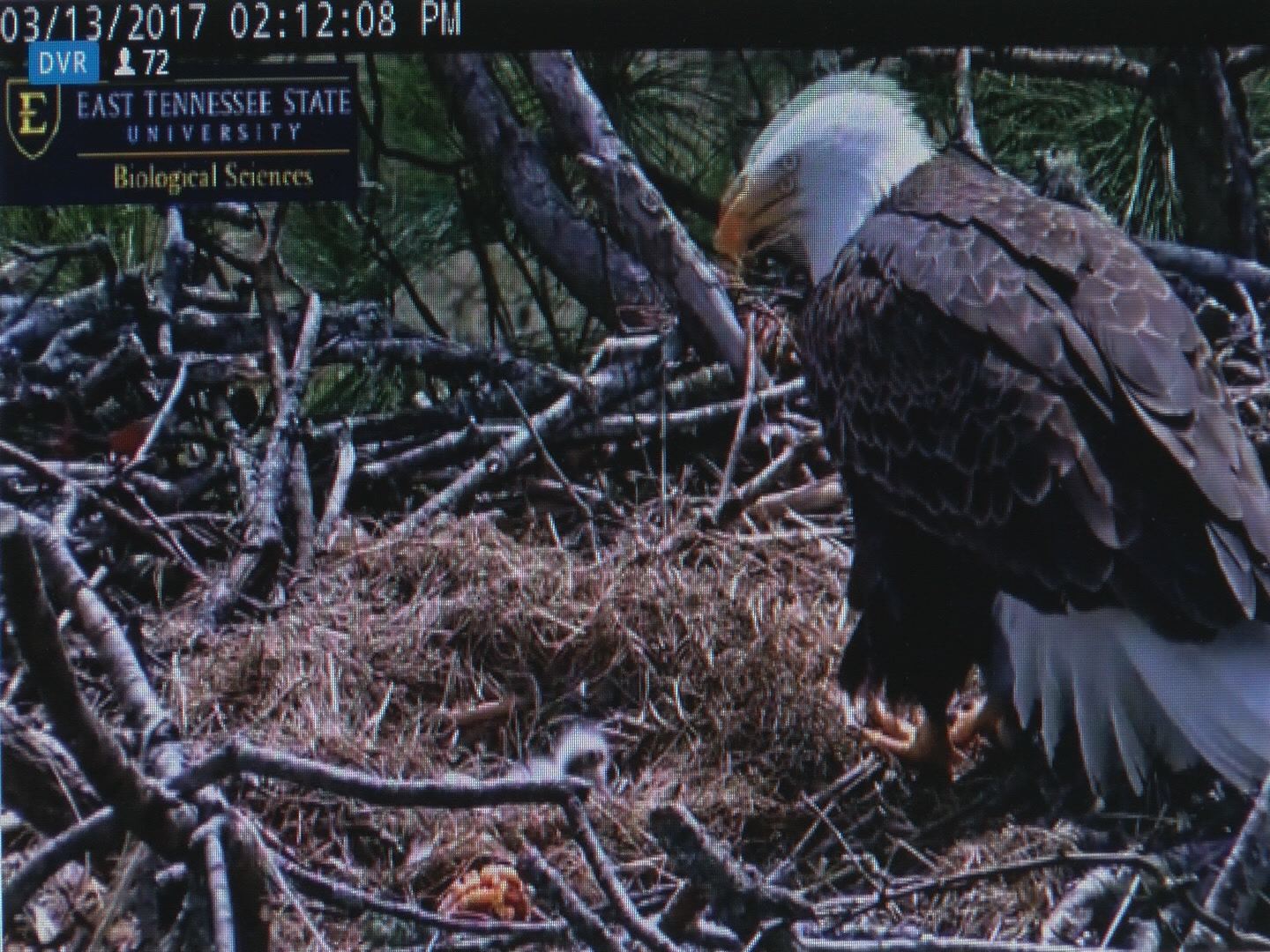 baby-eagle-hatching_267787