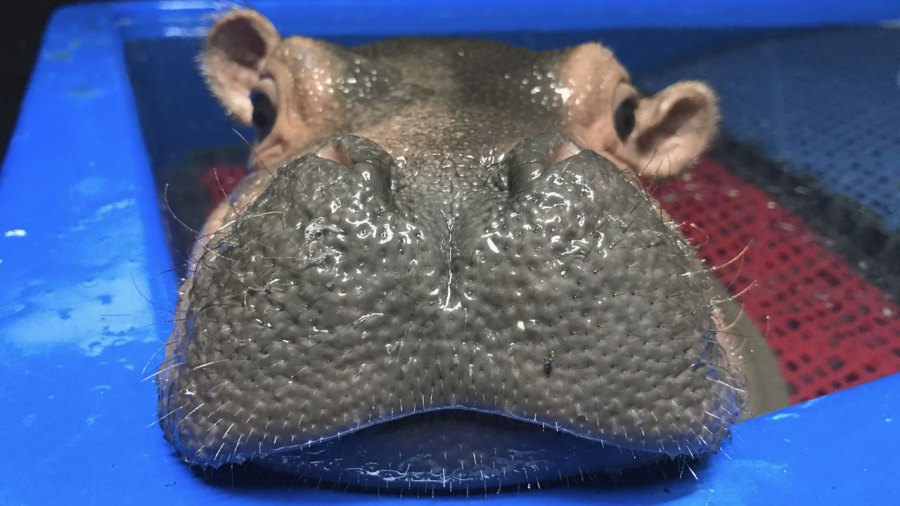 baby-hippo-cover_274519