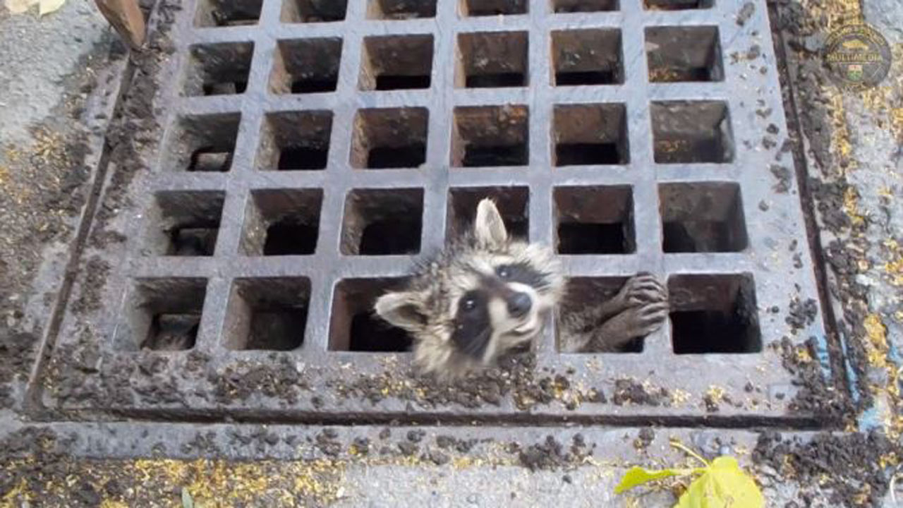 baby-raccoon_277686