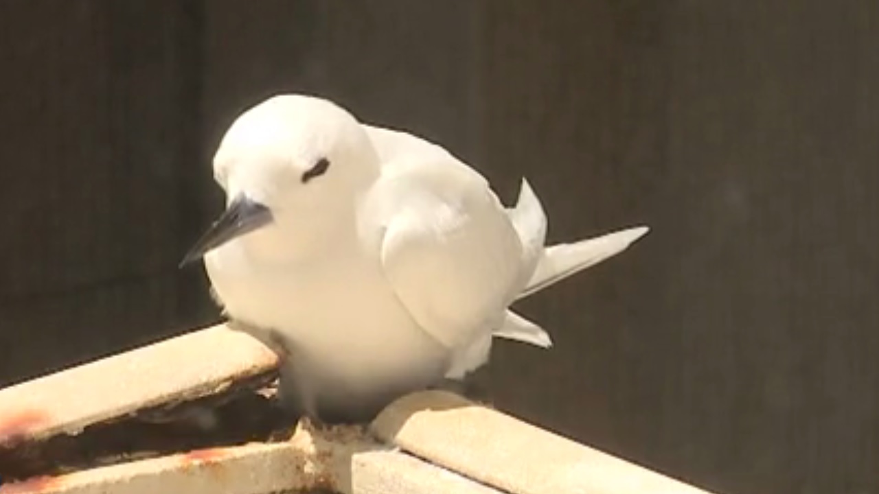 bird_277248