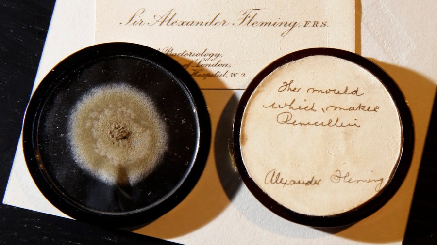 Britain Penicillin Mold_260311