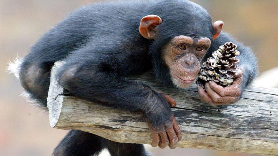 chimpweb_269656