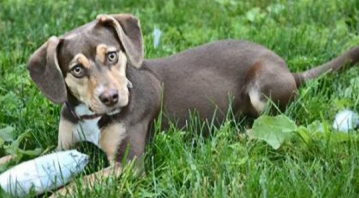 dogrescue_272902