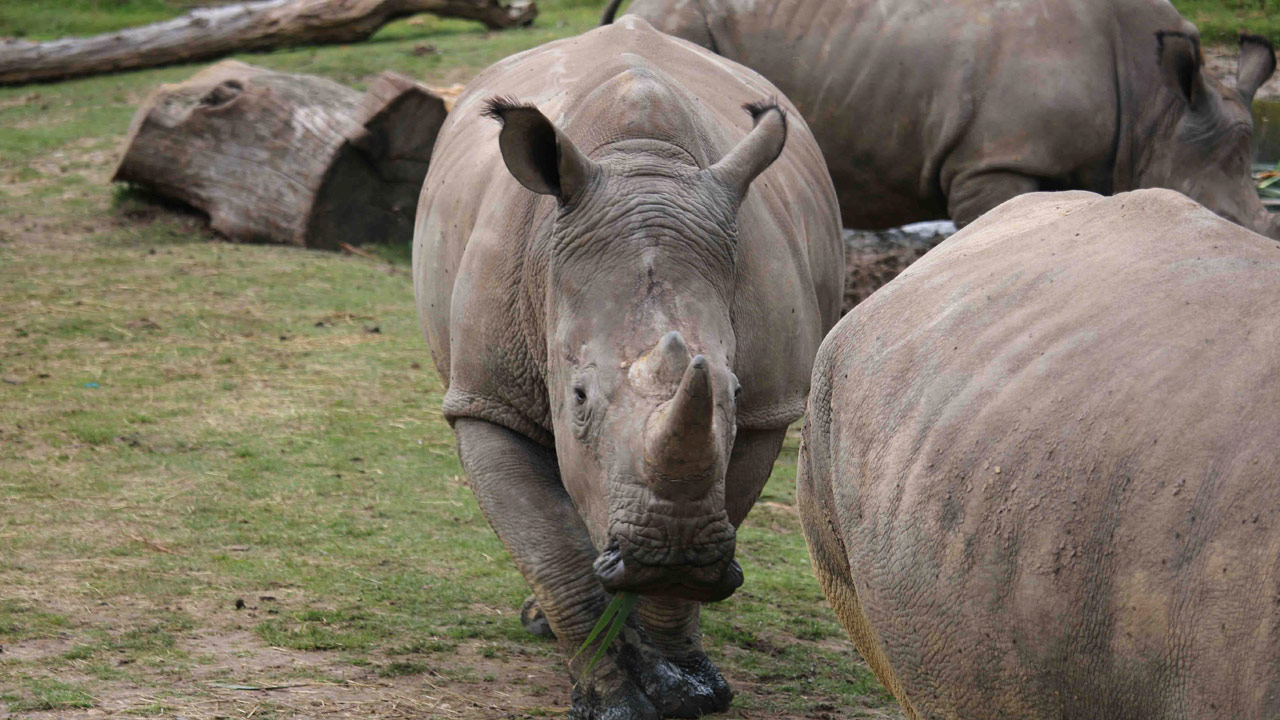 France-Rhinoceros_King_263954