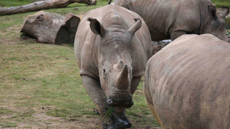 France-Rhinoceros_King_263954