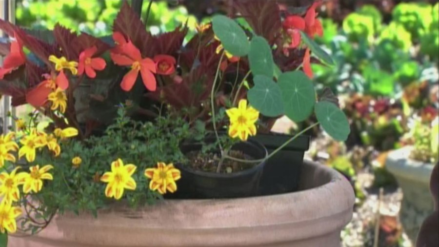 gardening_272492
