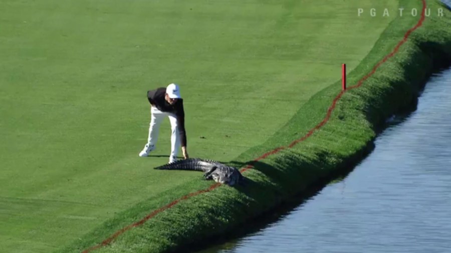 GATOR-GOLF_270288