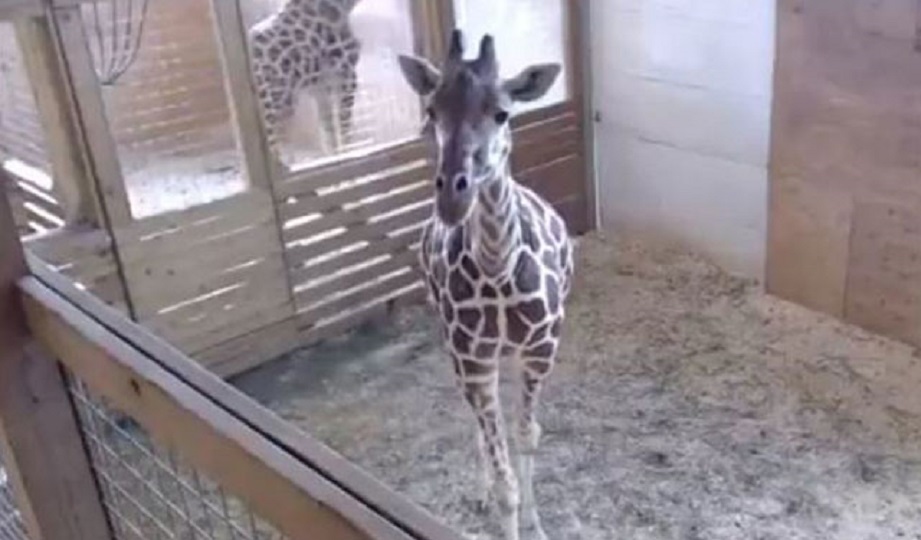 giraffe1_273341