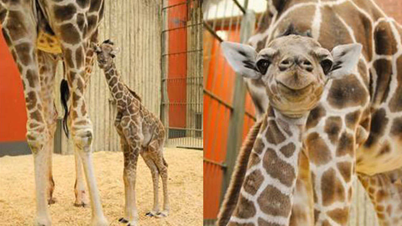 giraffe_260558