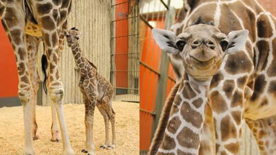 giraffe_260558
