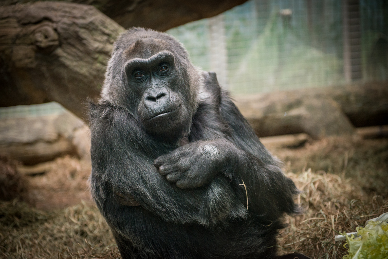 Gorilla (Colo)_215104