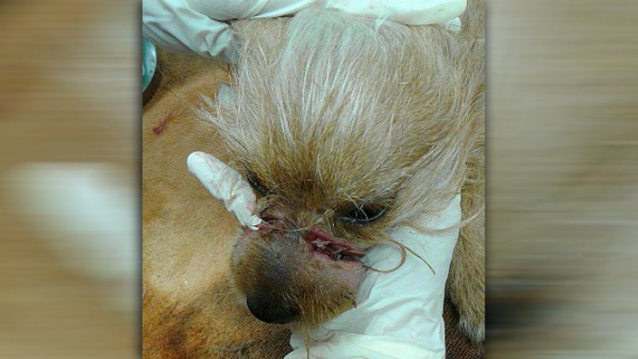 injured-dog_275931