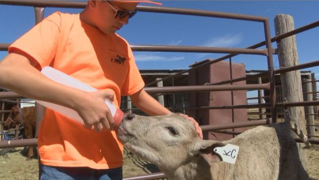 kids-help-orphaned-calves_269989