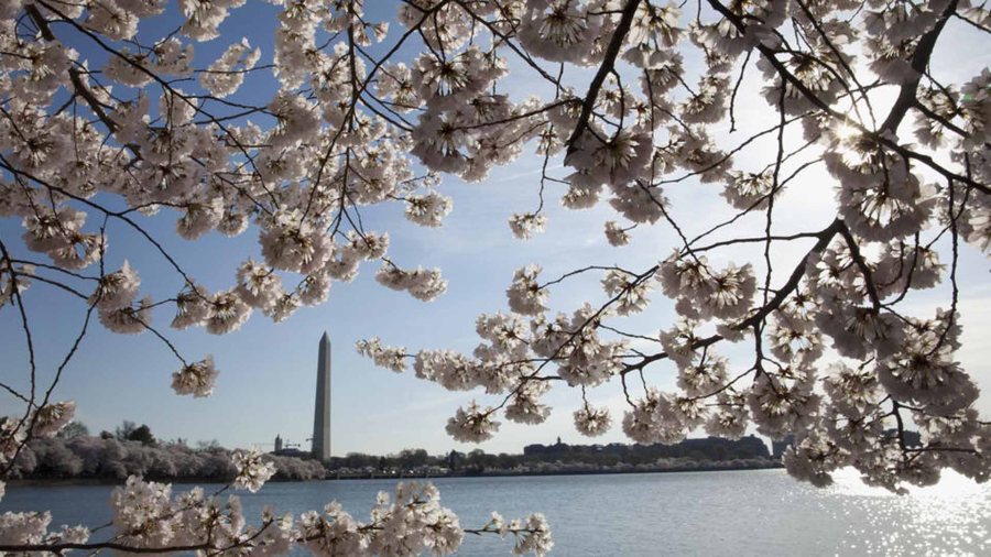 la-tr-d-spring-cherry-blossoms-20160313-002_261064