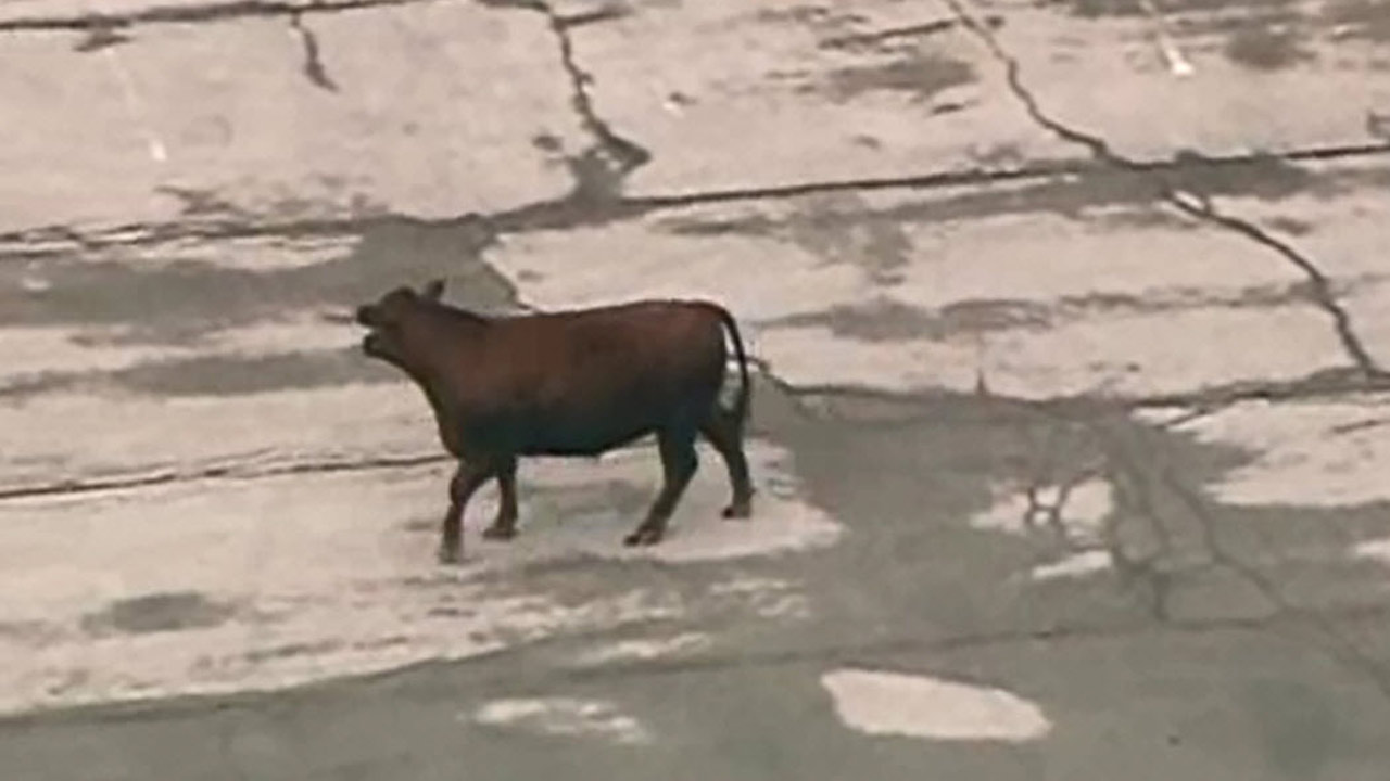 loose-cows_278457