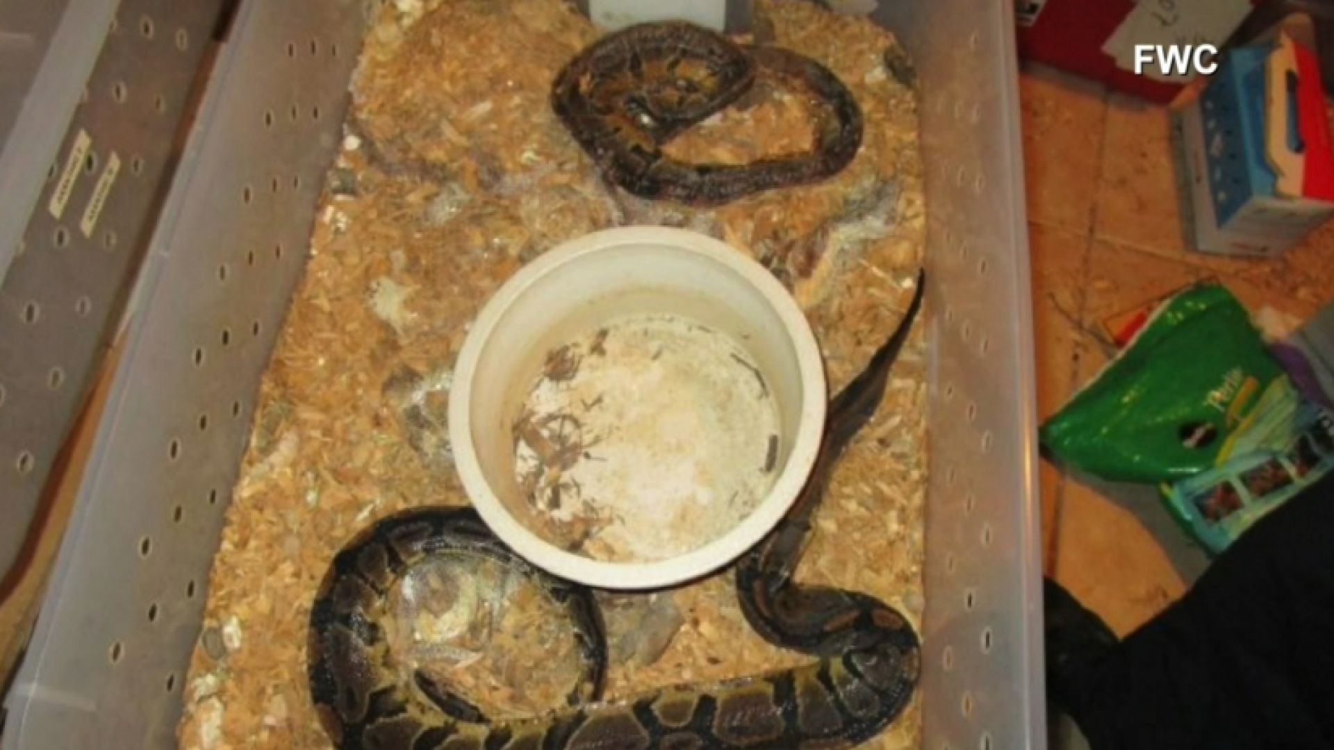NC_deadsnakes0331_1920x1080_278674