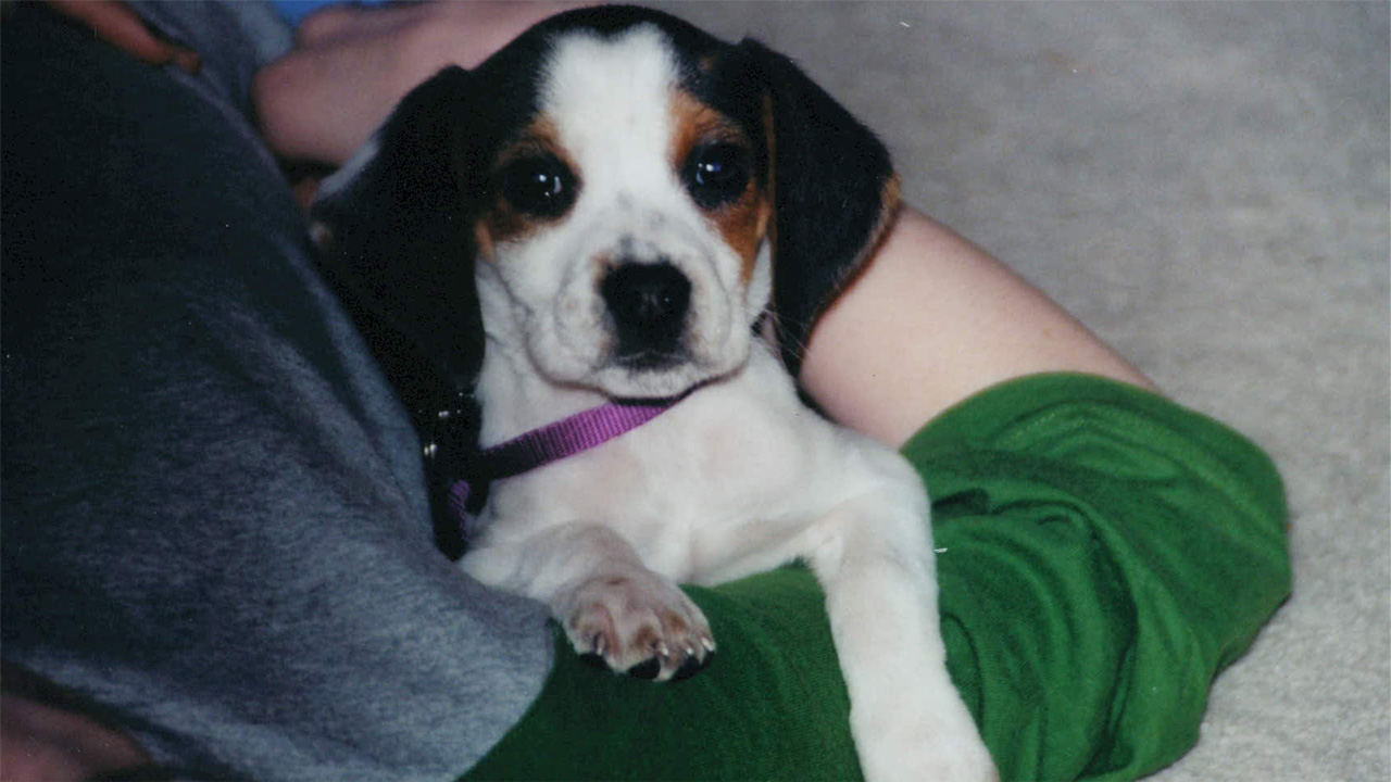 puppy day_273428