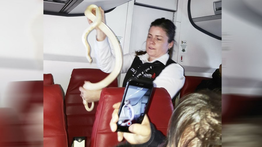 snake-on-a-plane_272683