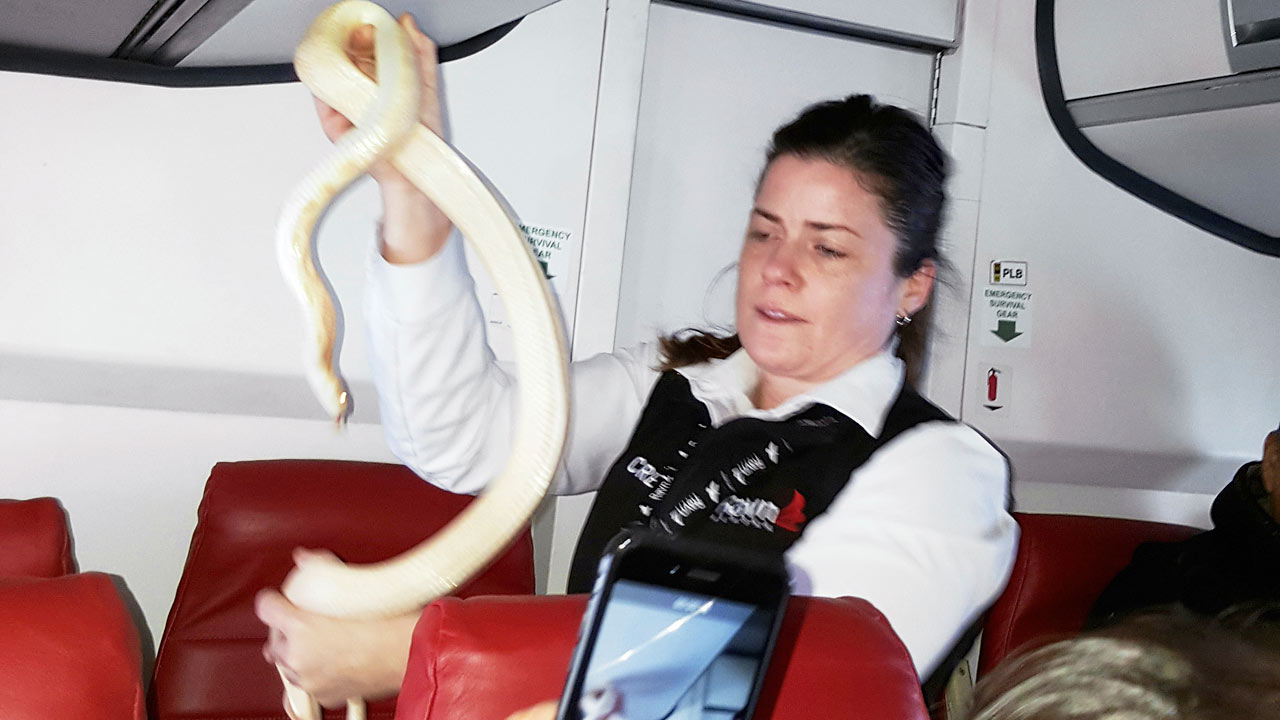 SNAKES-ON-A-PLANE_273604