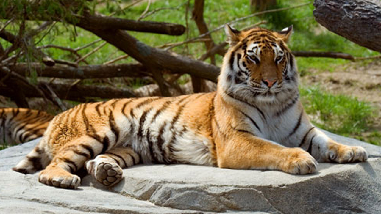 tigerweb_272210