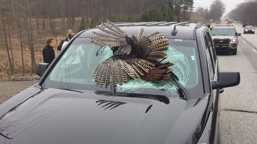 turkey-windshield_276474