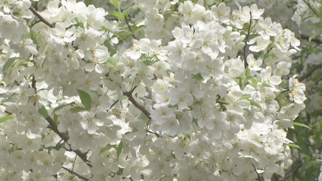 allergy_288169