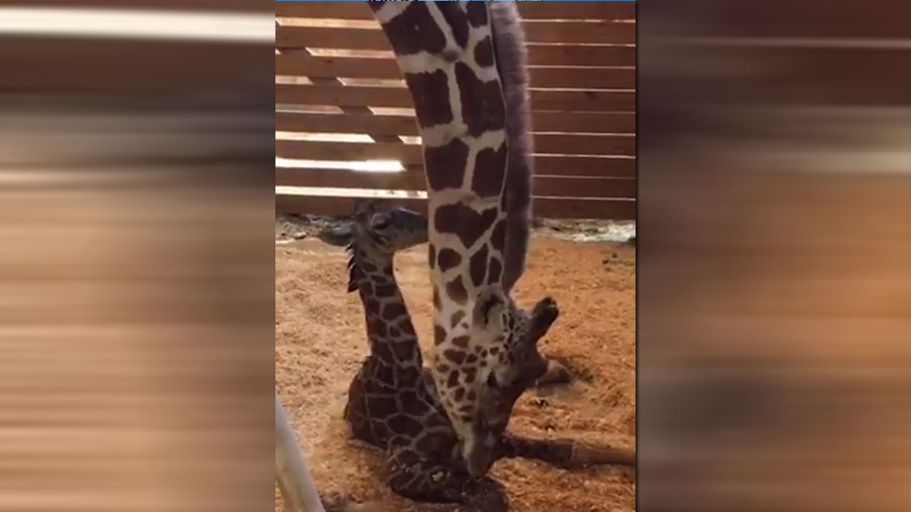 baby-giraffe_286900